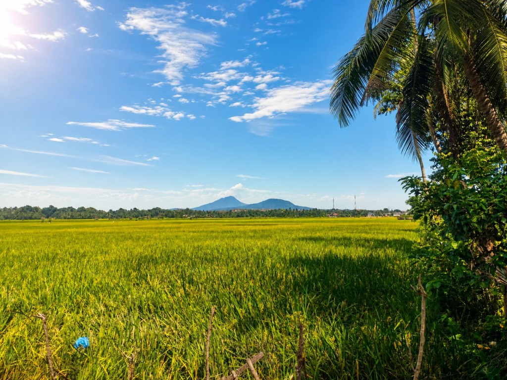 AREA PERSAWAHAN GAMPONG JEULEUPEE